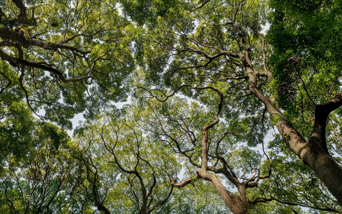 peru-impulsa-la-certificacion-forestal-sostenible-en-toda-la-amazonia-it-users