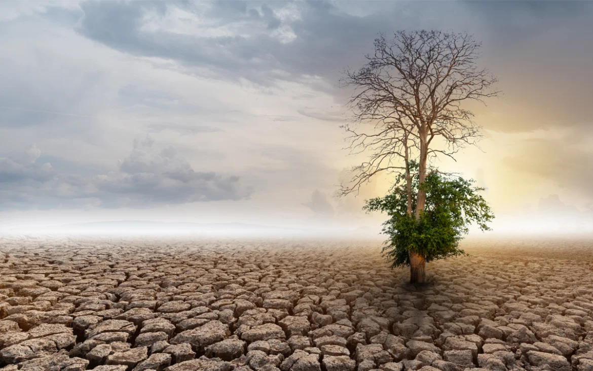 Árbol parcialmente seco en un paisaje de tierra agrietada por la sequía, simbolizando el impacto ambiental en comunidades rurales.